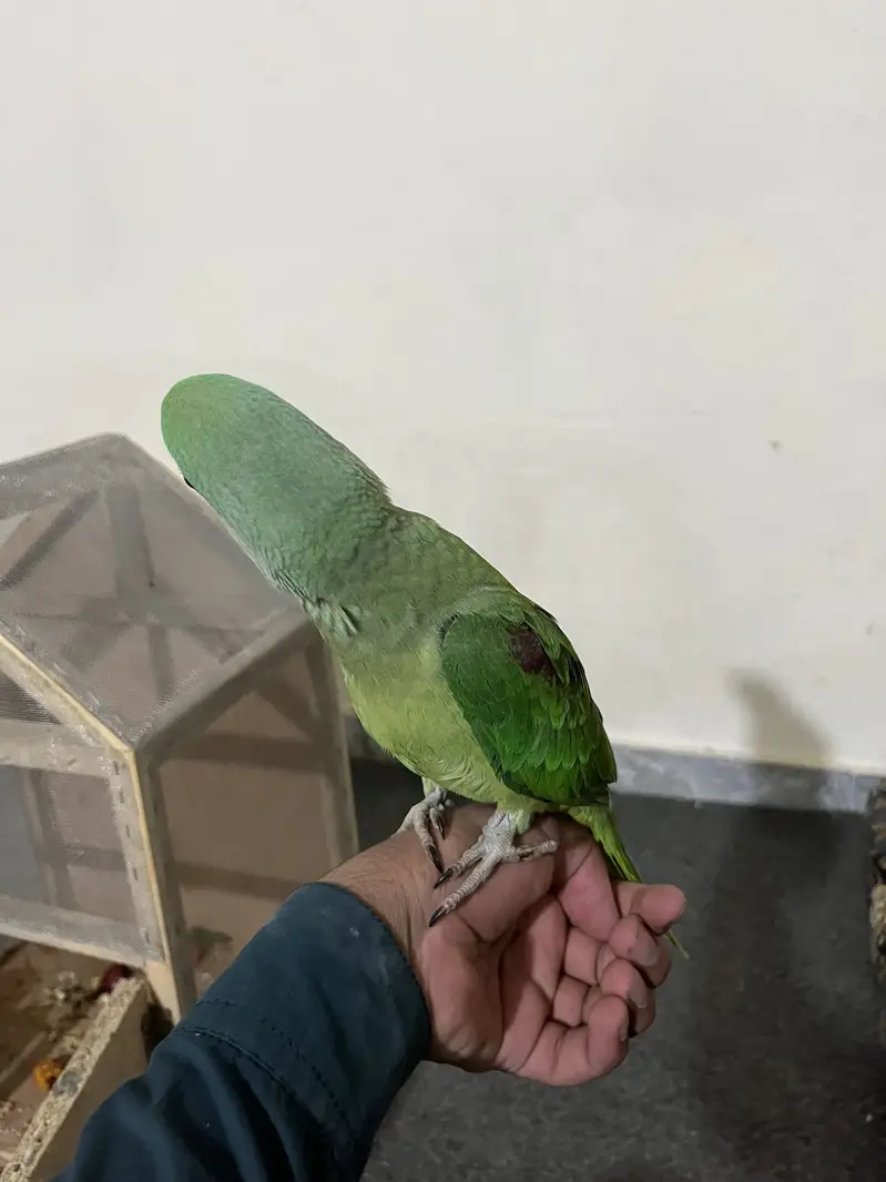 Australian Parrot for Sale — photo 8