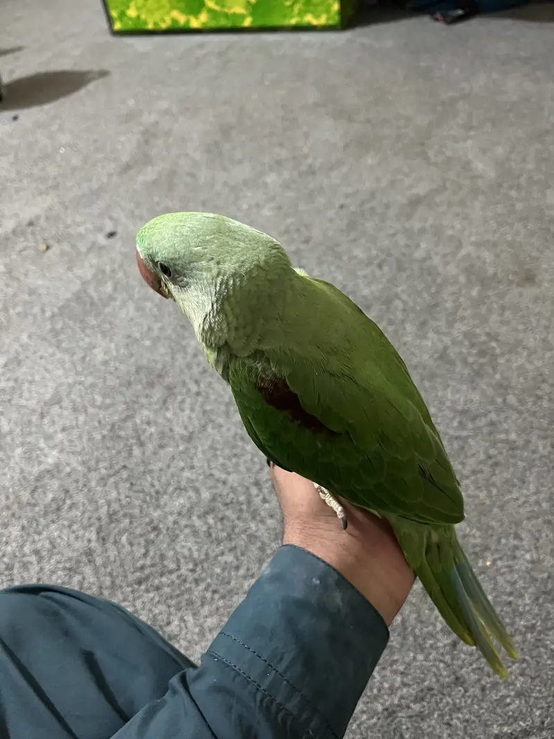 Australian Parrot for Sale — photo 9