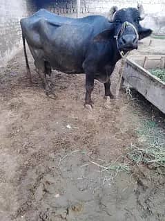 3. Buffalo for sale