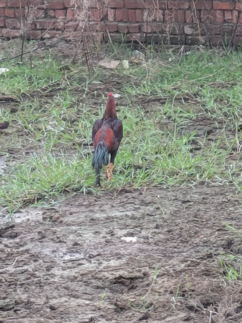 Aseel murga — photo 4