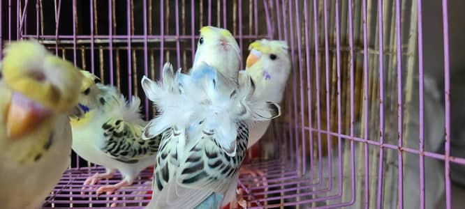 Hogoromo,s breeder pairs