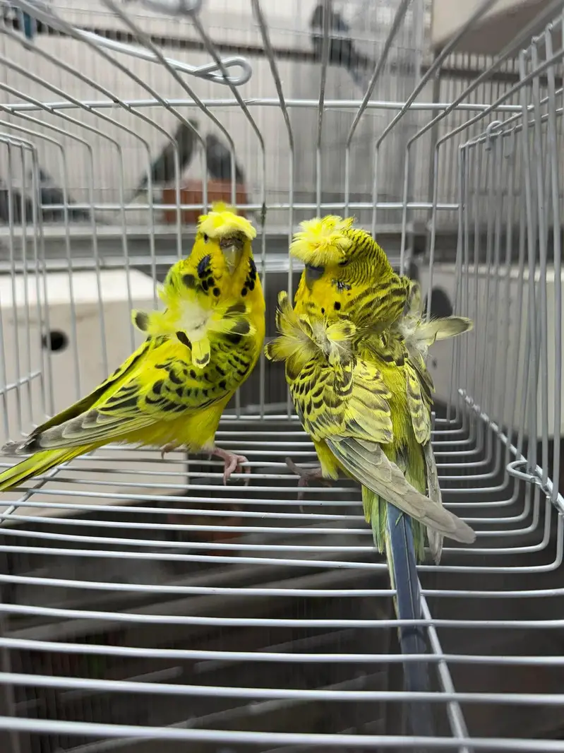 Hogoromo,s breeder pairs — photo 3