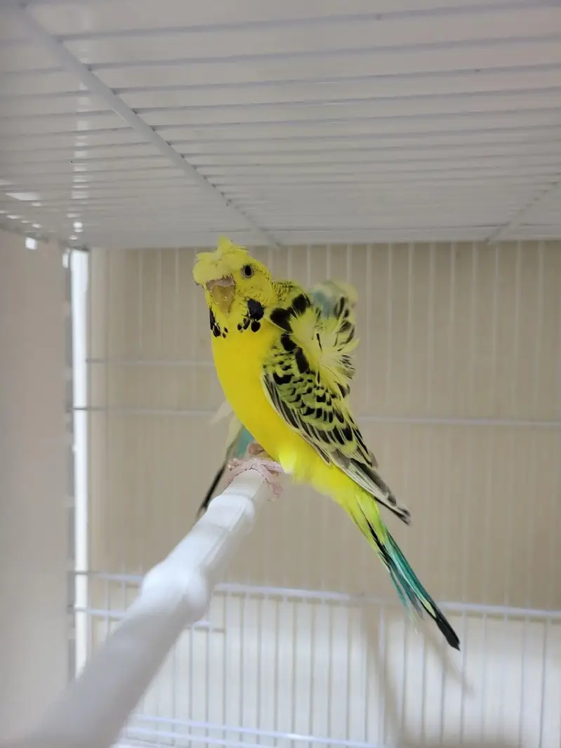 Hogoromo,s breeder pairs — photo 4