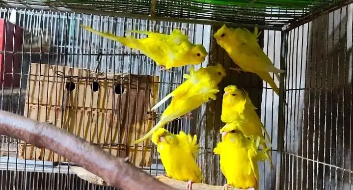 Hogoromo,s breeder pairs — photo 5