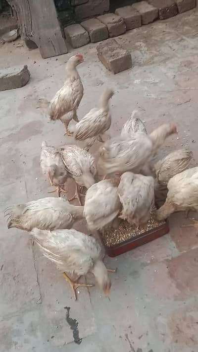 wlati chicken