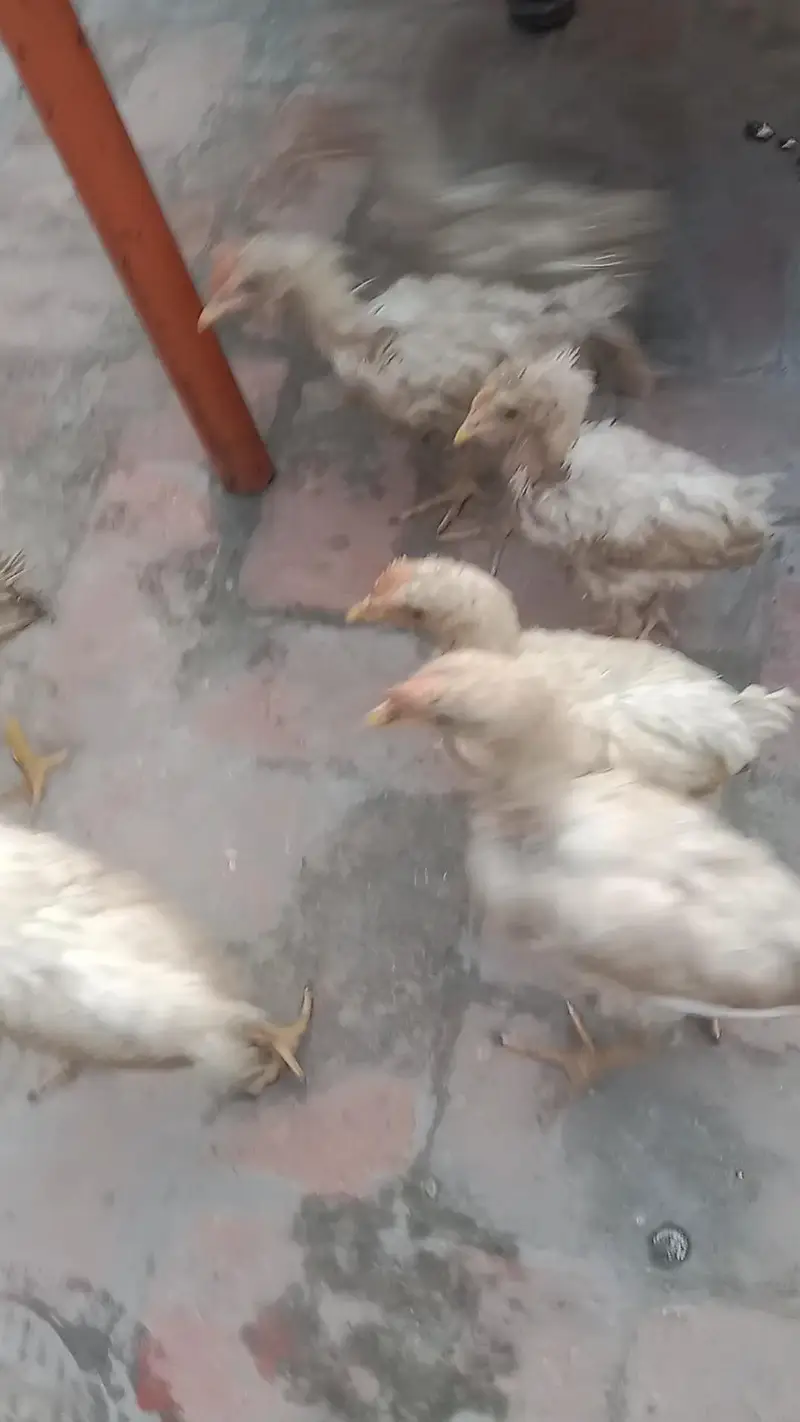 wlati chicken — photo 2