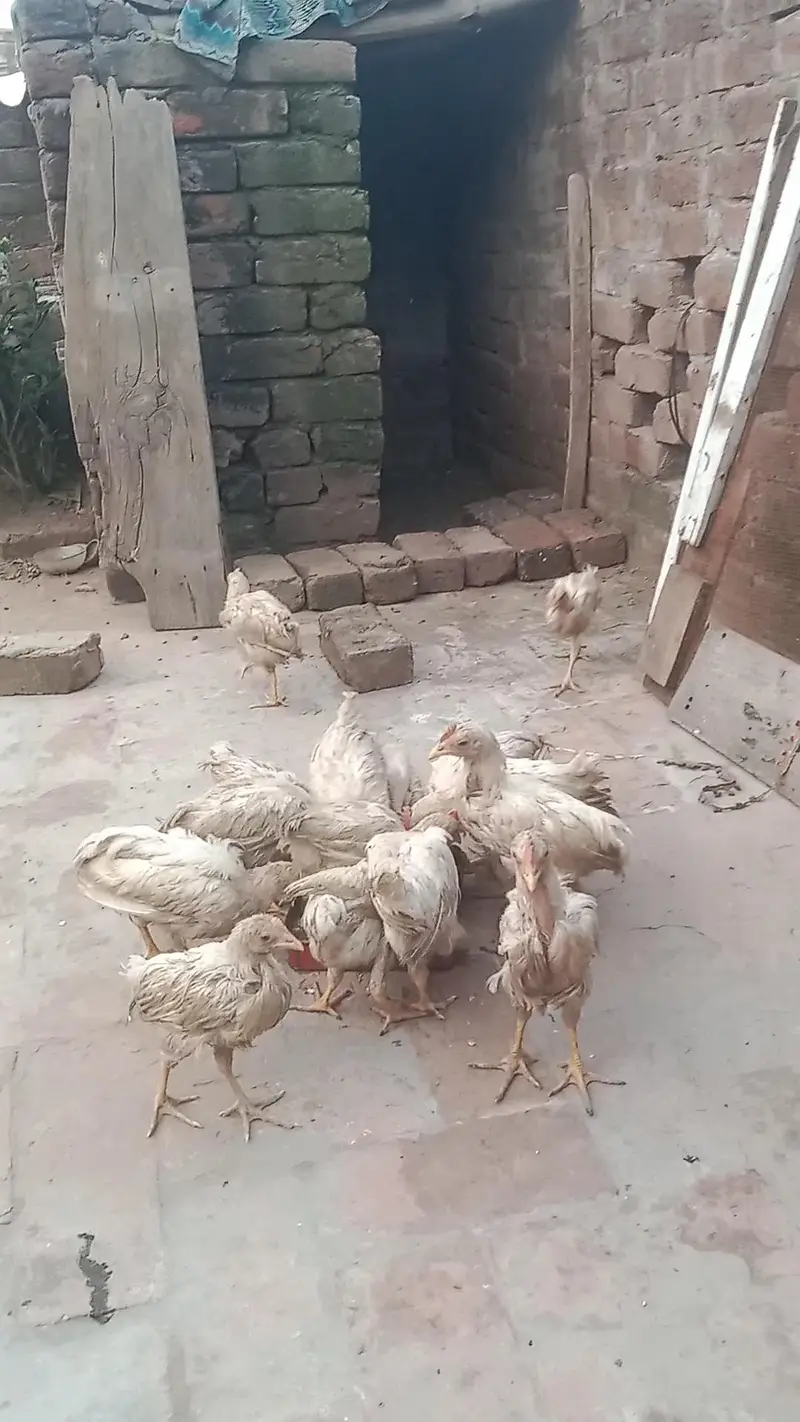 wlati chicken — photo 3