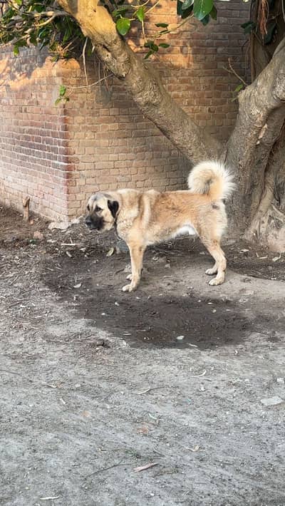 Pure Bakarwal Dog
