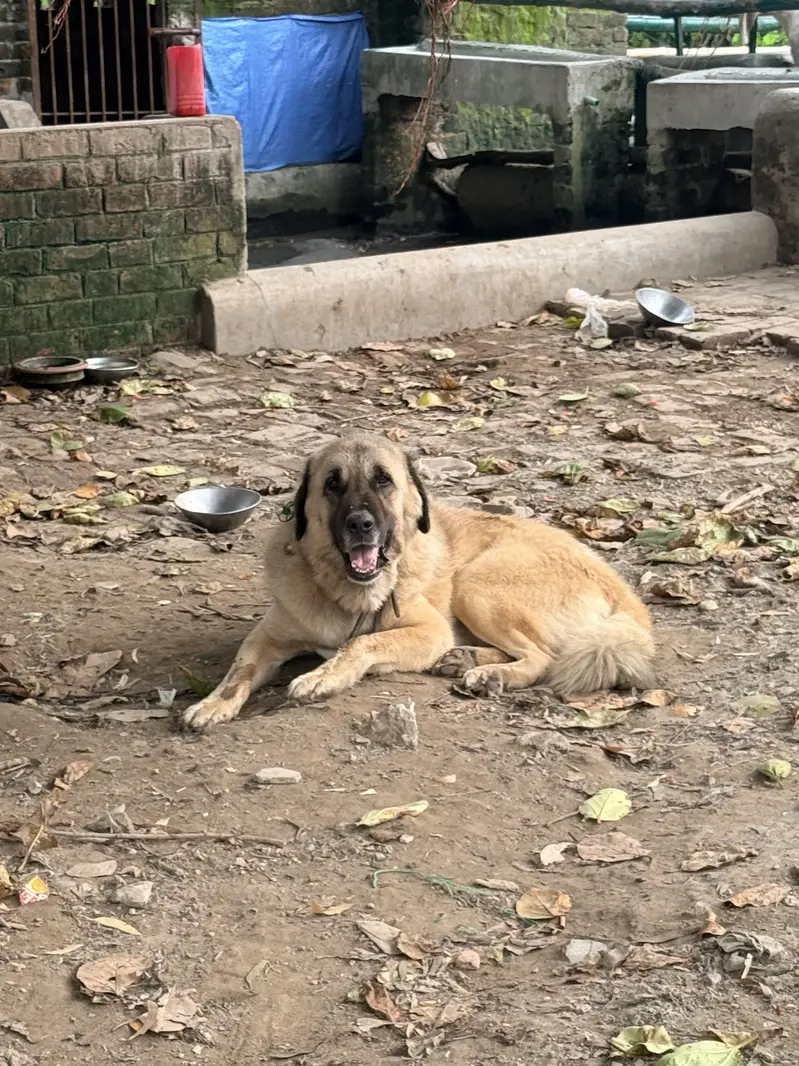 Pure Bakarwal Dog — photo 2