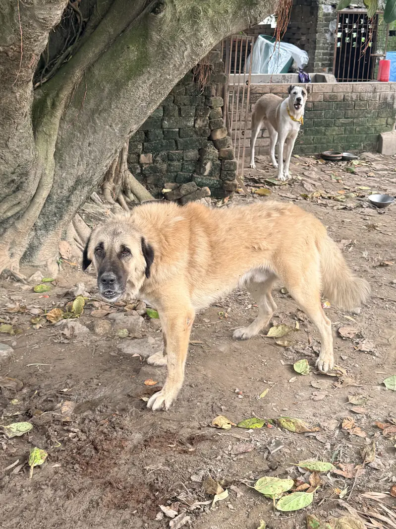 Pure Bakarwal Dog — photo 3