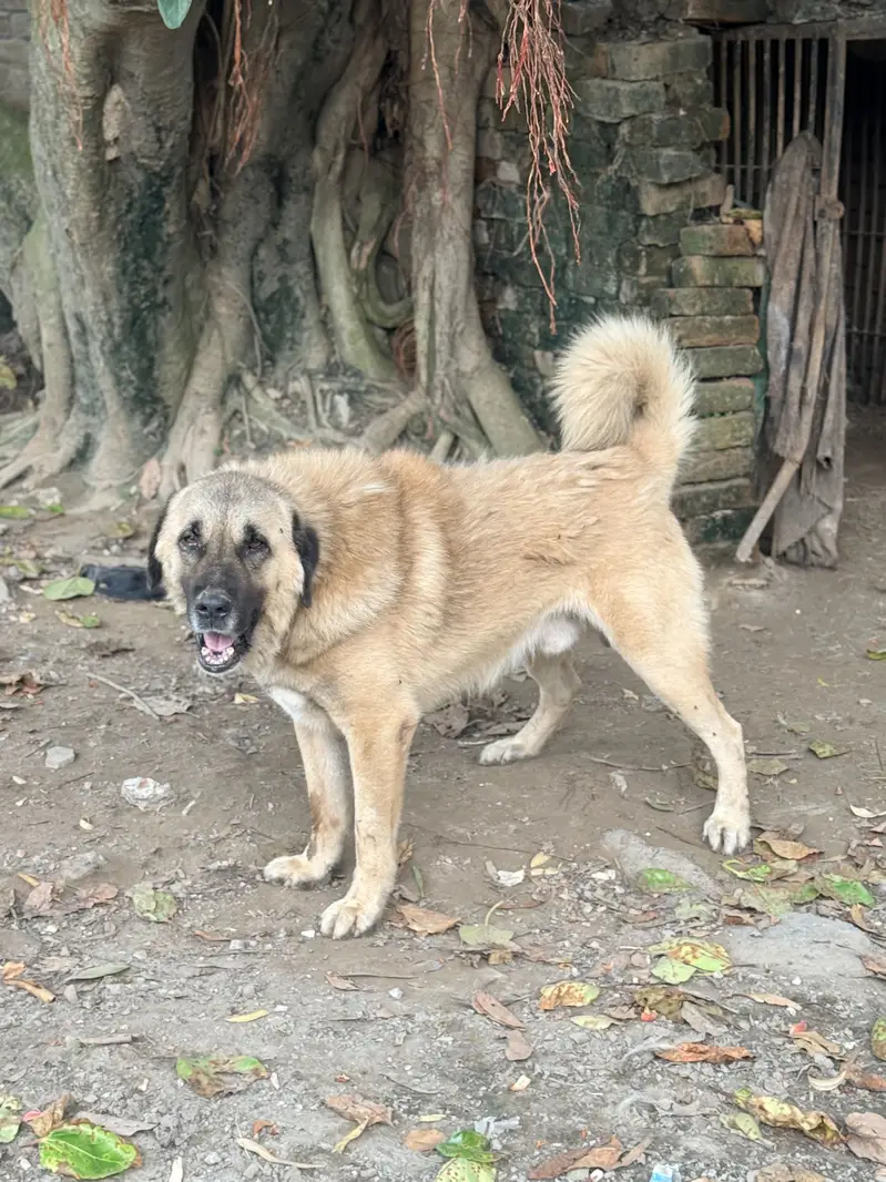 Pure Bakarwal Dog — photo 4