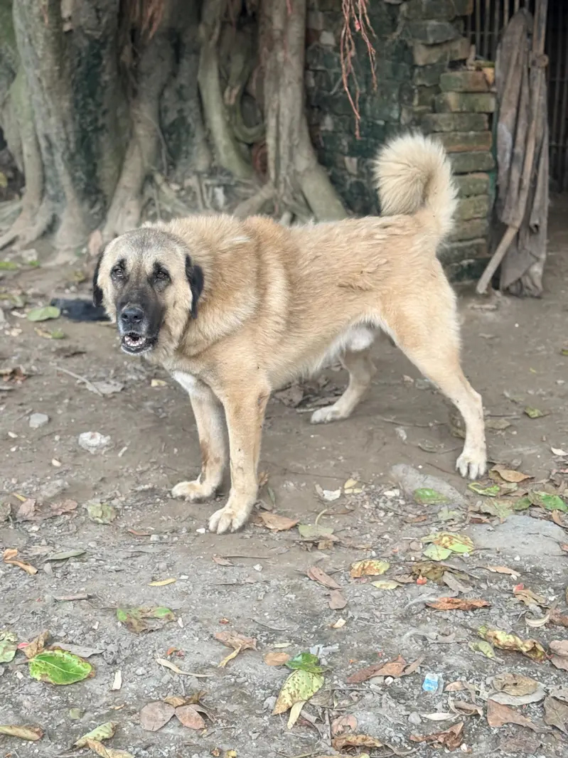 Pure Bakarwal Dog — photo 5
