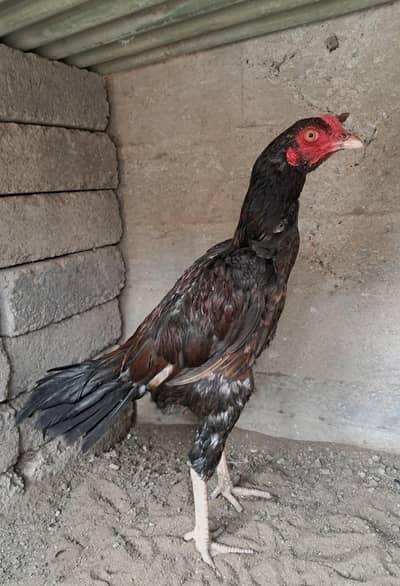 HIGH QUALITY LAL MUSHKA PATHA AVAILABLE CONTACT 03140340663