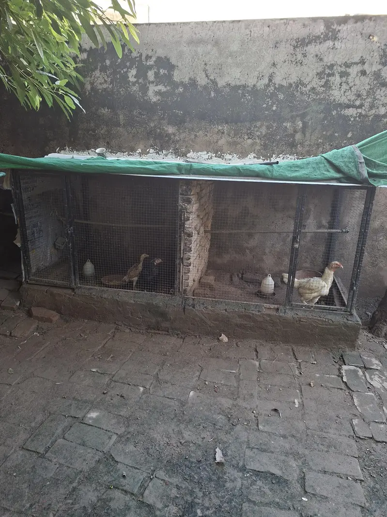 hen Cage for sale — photo 2