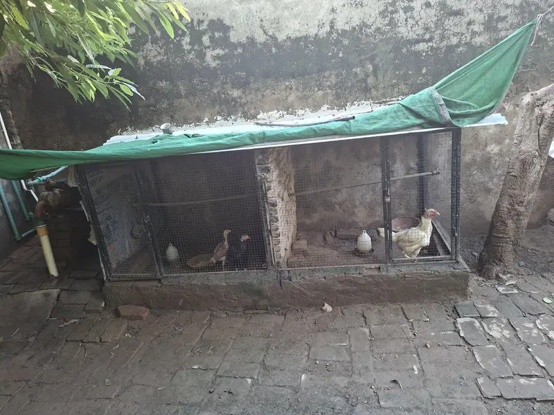 hen Cage for sale — photo 3