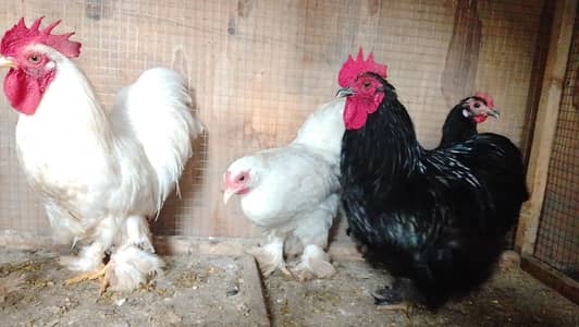 bentum pair available