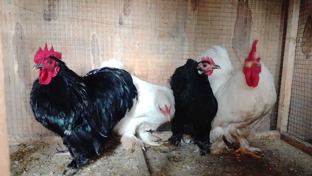 bentum pair available — photo 2