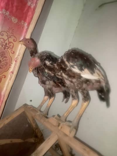 Aseel chicks