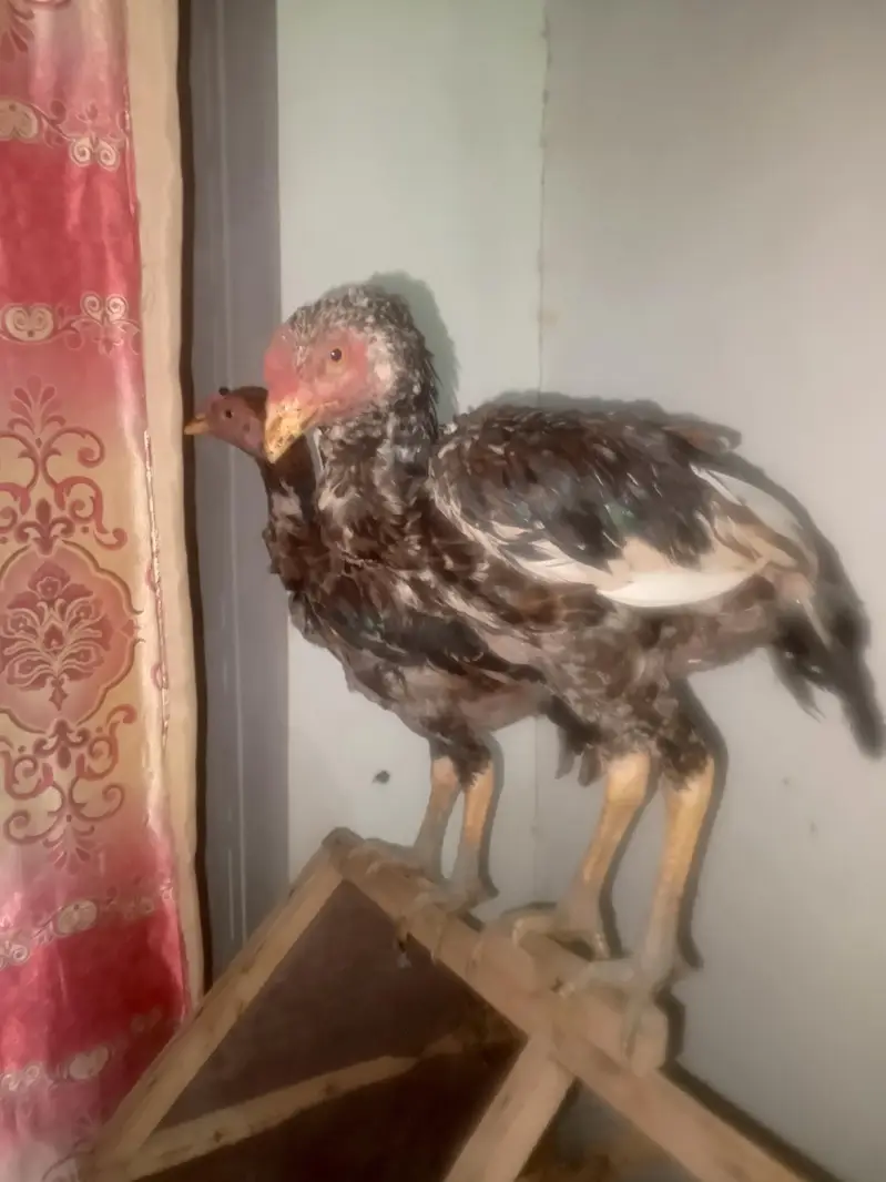 Aseel chicks — photo 2