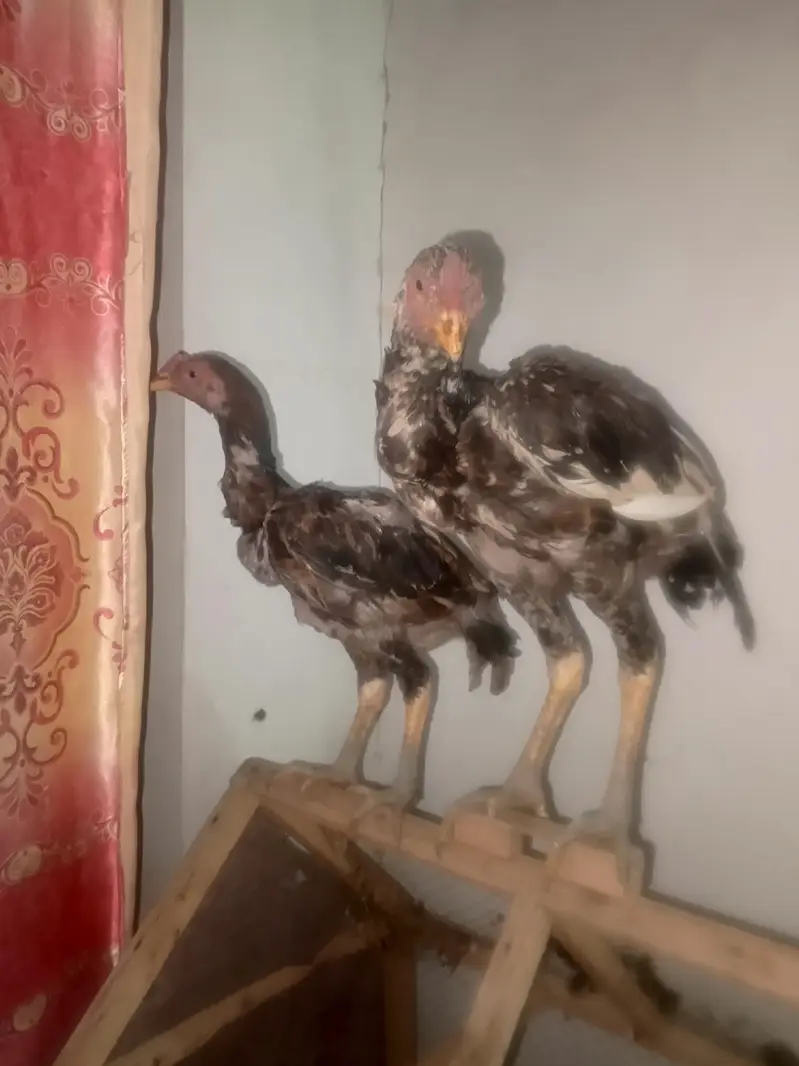 Aseel chicks — photo 3