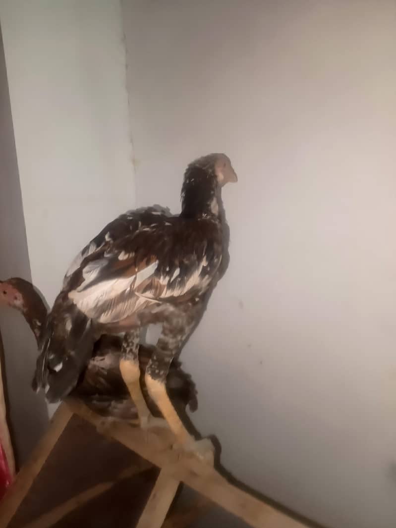 Aseel chicks 3