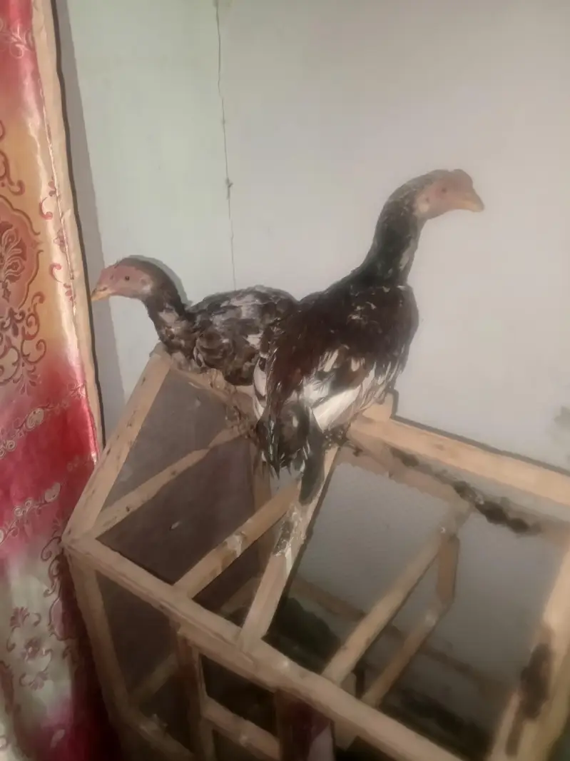 Aseel chicks — photo 5