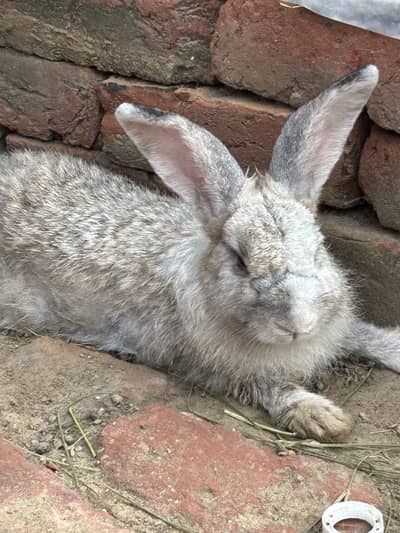 3 females flamish gaint 6 kg blood line 03368792398 WhatsApp