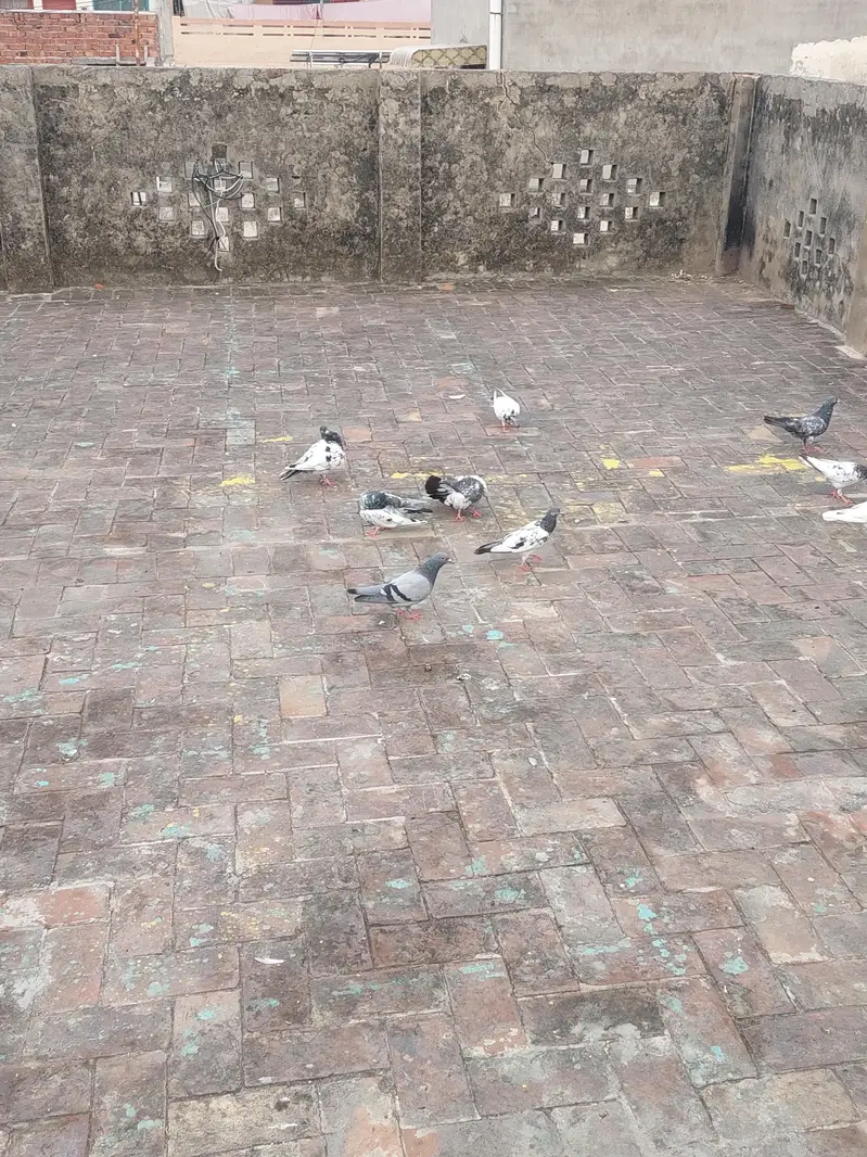 jal or kabotar for sale — photo 4