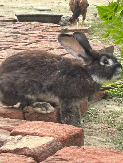 Flamish guint 3 females for sale 6 kg blood line 03368792398