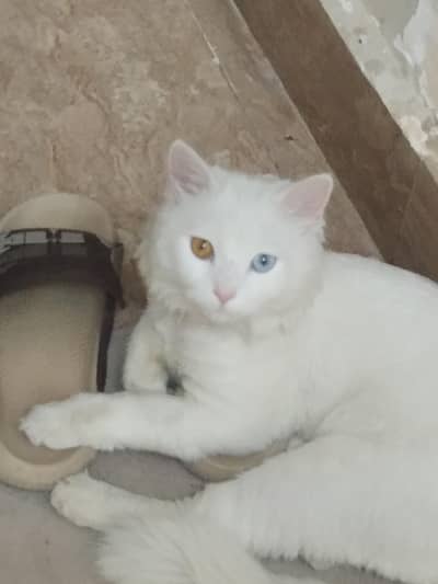 person cat female for sale