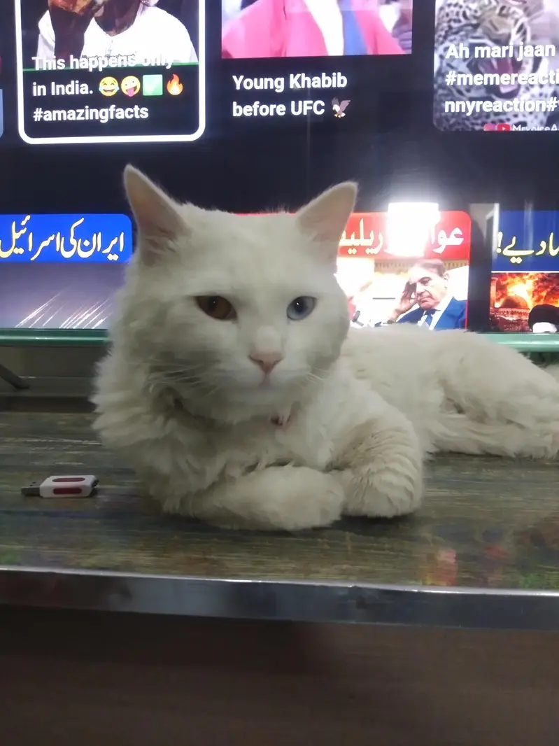 person cat female for sale — photo 2