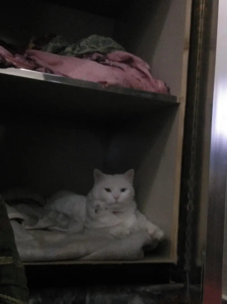 person cat female for sale — photo 3
