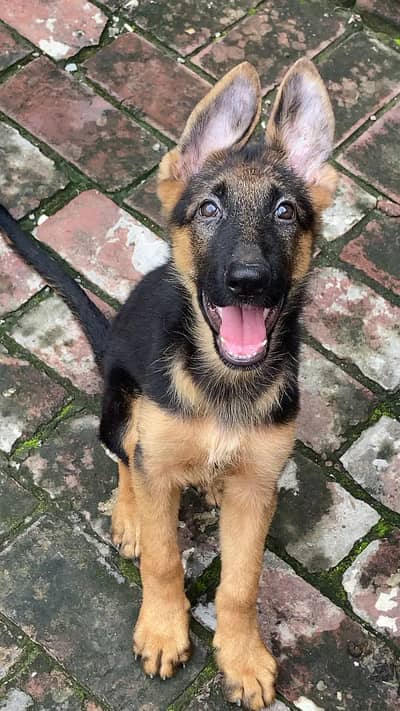 Stock coat female puppy for sale