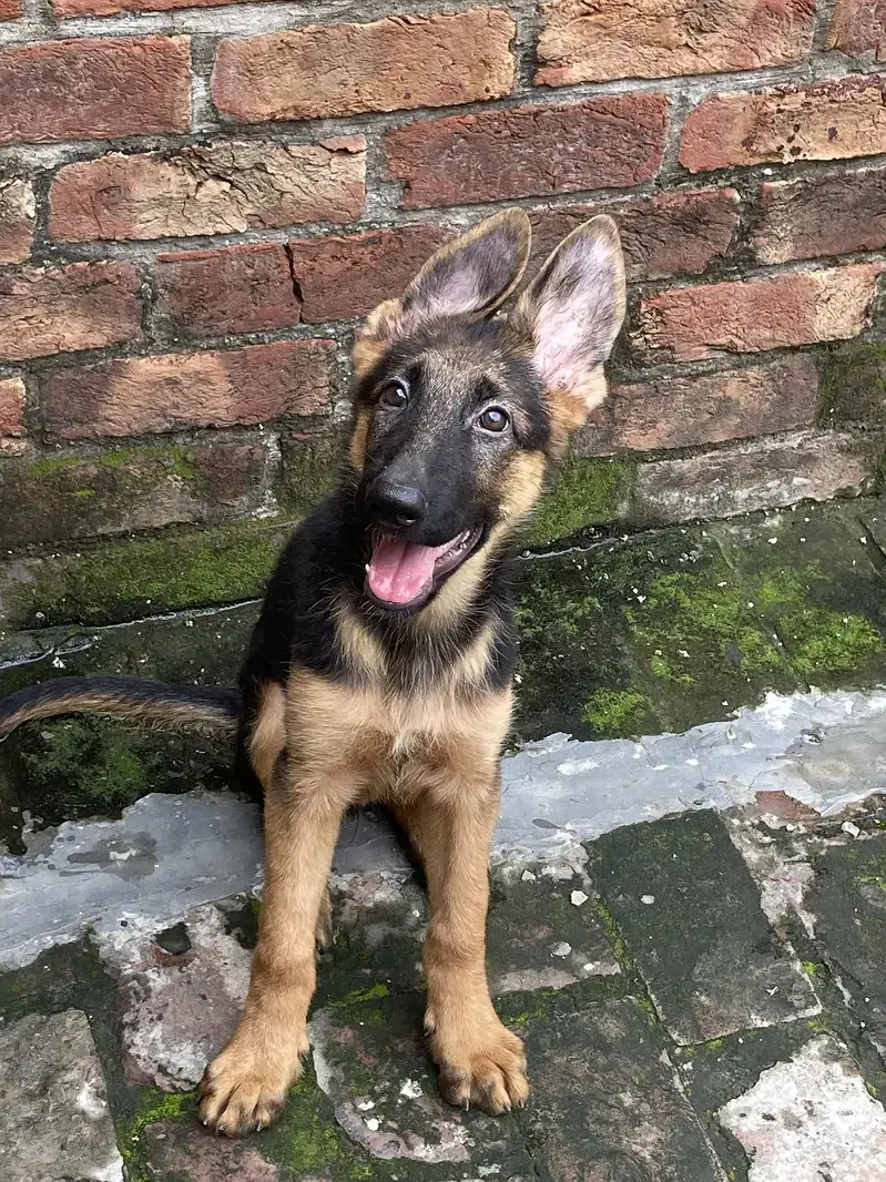 Stock coat female puppy for sale — photo 2