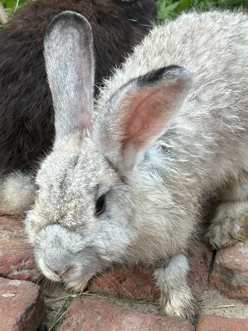 3 female Flamish guint 6kg blood line WhatsApp 03368792398 — photo 2
