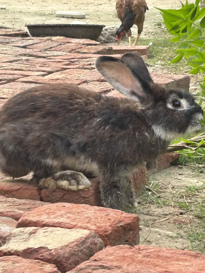 3 female Flamish guint 6kg blood line WhatsApp 03368792398 — photo 3