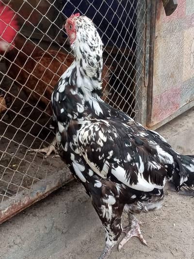Aseel Breeder female