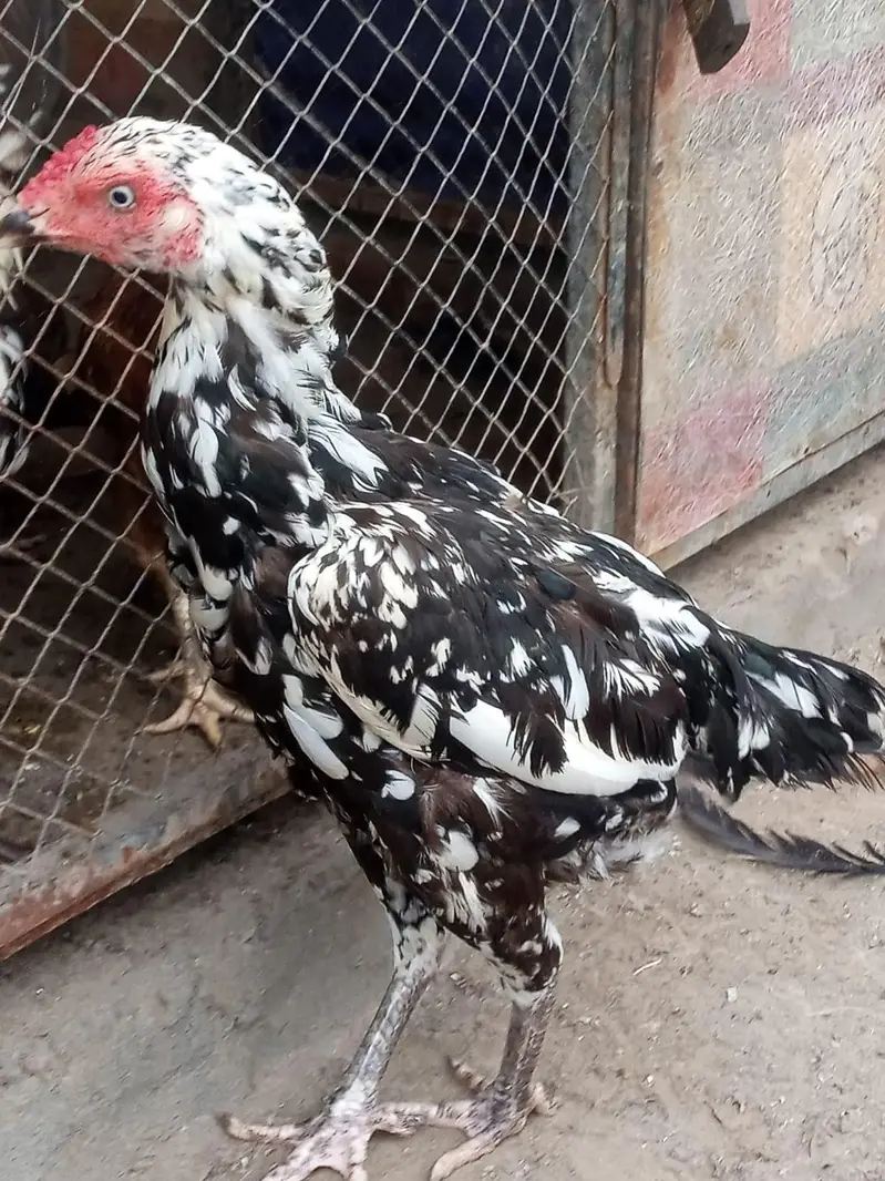 Aseel Breeder female — photo 2
