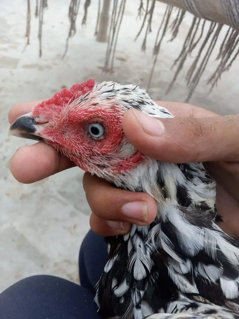 Aseel Breeder female — photo 3