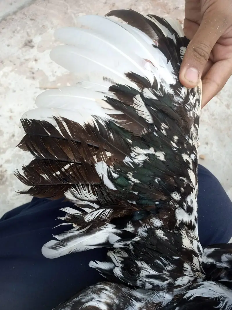 Aseel Breeder female — photo 4
