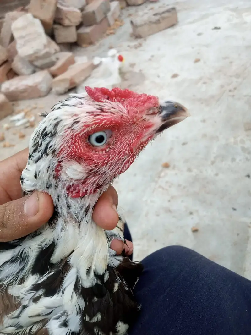 Aseel Breeder female — photo 5