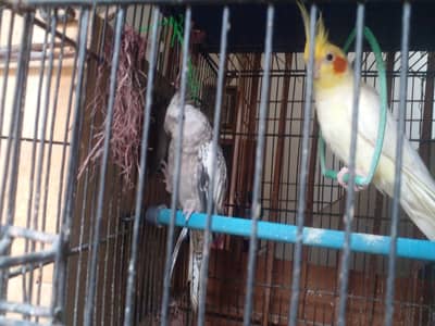 beautifull cocjtail breader pairs