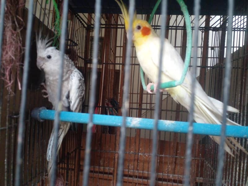 beautifull cocjtail breader pairs 1