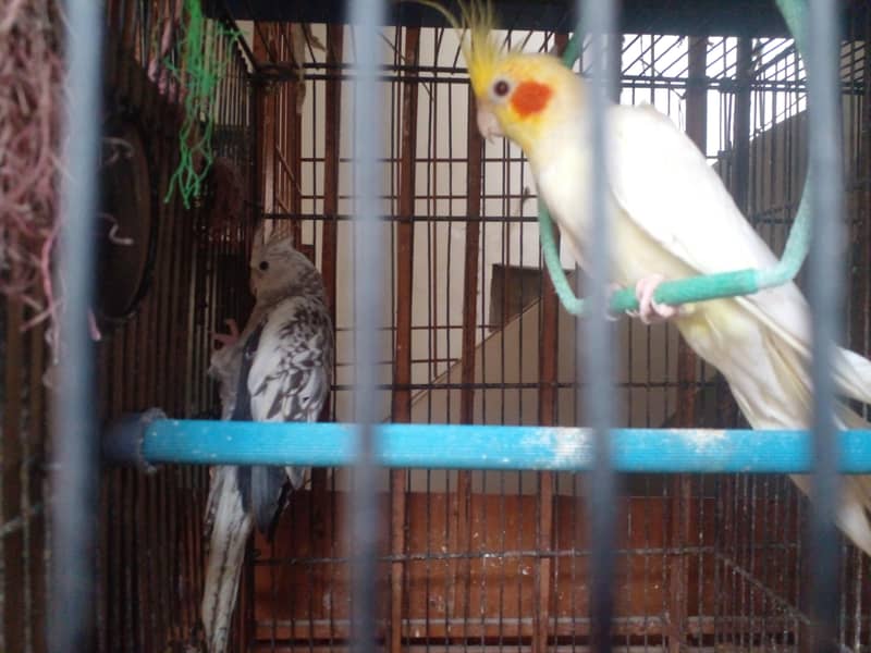 beautifull cocjtail breader pairs 2