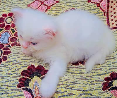 Persian Cat full wite color for sale