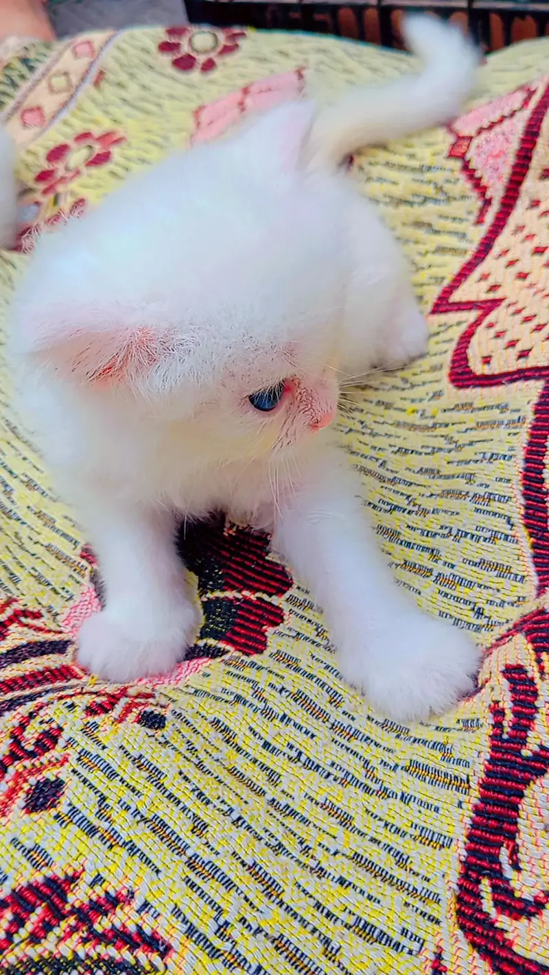 Persian Cat full wite color for sale — photo 2