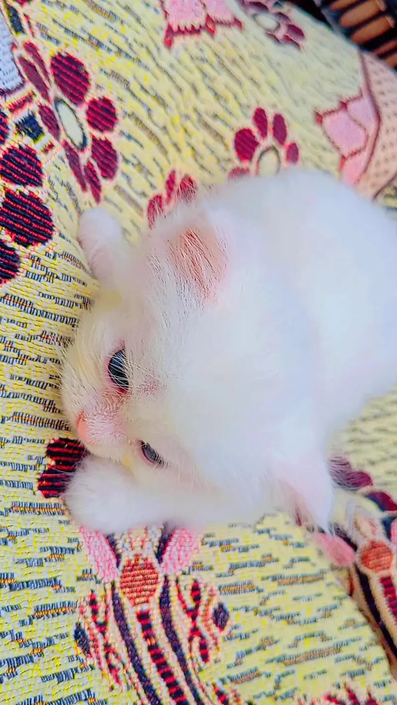 Persian Cat full wite color for sale — photo 3