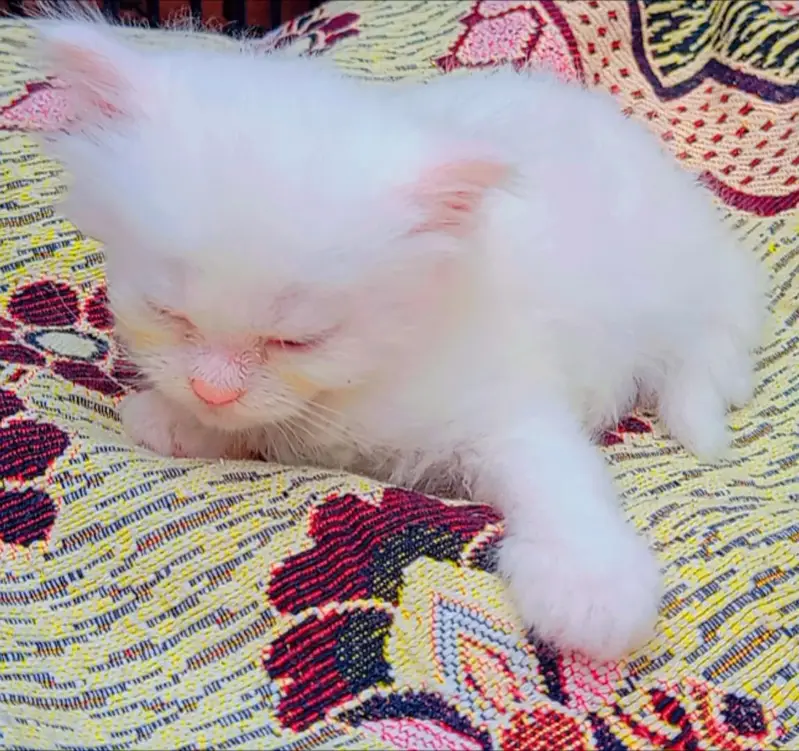 Persian Cat full wite color for sale — photo 4