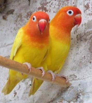 Raw Australian lovebirds cocktail lucky pegions