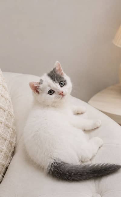 BLUE WHITE British Shorthair kitten